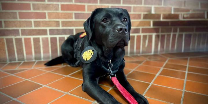 New detection dog at the Evansville Fire Department