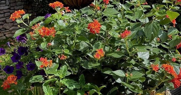 On Gardening: September flower planting made for riveting fall colors