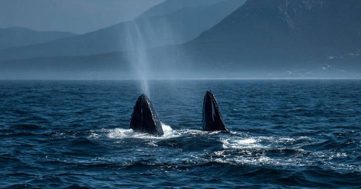 Ballenas jorobadas llegan a playas mexicanas: ¿cuándo, cómo y dónde verlas desde ahorita? Precio de los tours