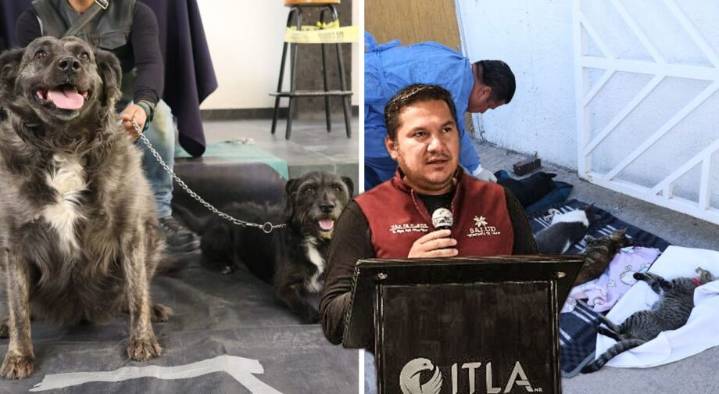 Tula e ITLA fortalecen bienestar animal con esterilización y vacunación gratuita