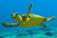 Rescatan en Yucatán seis especies de tortugas en riesgo de extinción