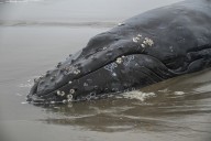 Oregon officials investigate Yachats humpback whale death linked to crab gear