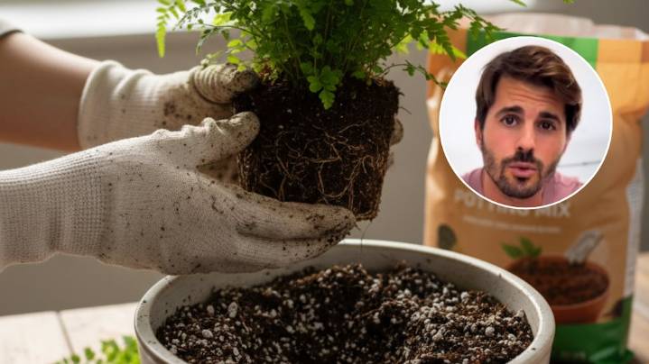 Álvaro Pedrera, especialista: “Prepará tu planta antes de trasplantarla o morirá”