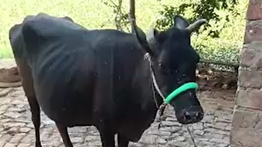 Rabies fears in Gorakhpur village after infected cow's milk used for ceremony