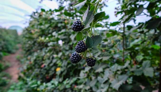 Sweet Karoline: la mora que conquista el mercado internacional por su dulzura y frescura