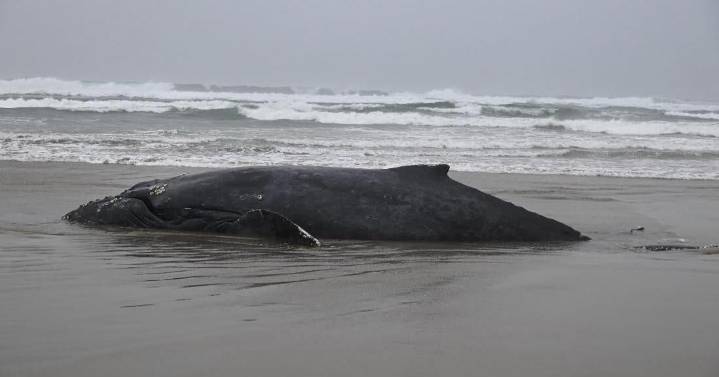 Whale stranded near Yachats humanely euthanized following failed rescue