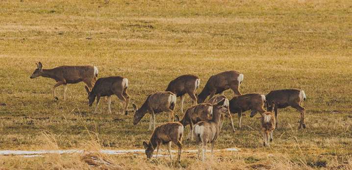 Positive Chronic Wasting Disease detection on Spokane Indian Reservation raises concerns