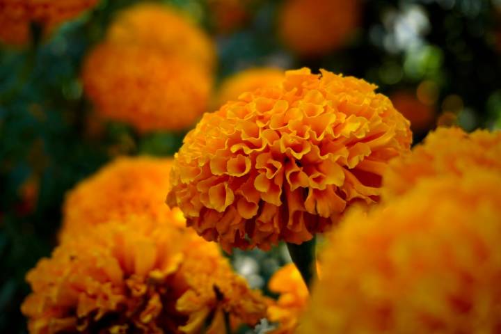 Cempasúchil, ¿Qué hacer con el después de los festejos?