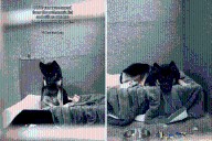 Puppy Saved From Euthanasia List ‘Just in Time’—but Now Nobody Wants Him 