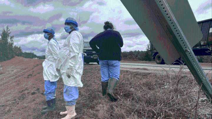 Final monkey captured after truck crash in Mississippi, wildlife agency confirms