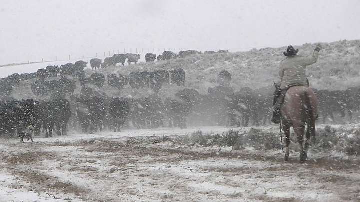 Wyoming Rancher Uses Extreme Weather To Redefine Cattle Genetics, Grow Super Cows