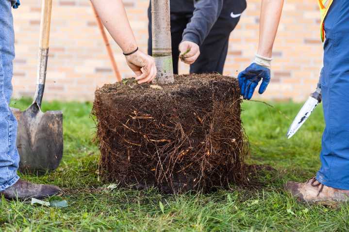 ‘A menu of tree species:’ This guide helps homeowners select trees that will thrive