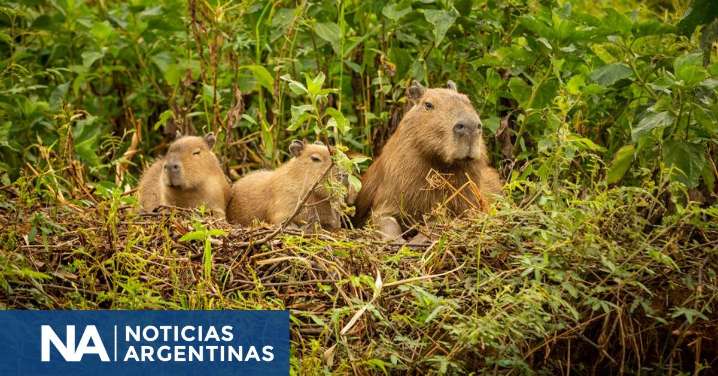 Otro revés para los carpinchos de Nordelta: la Justicia vuelve a protegerlos
