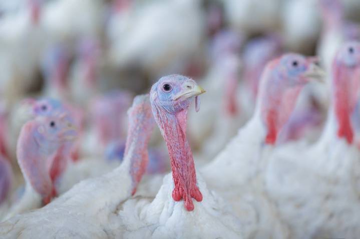 Birding: The real reason people eat turkeys