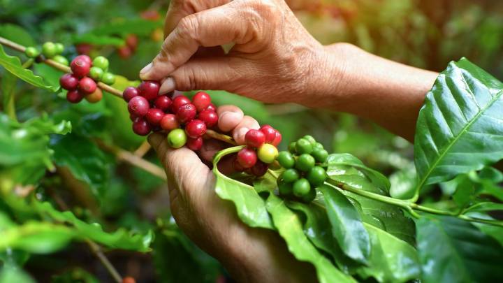 Dos pueblos para visitar cerca de Manizales; destinos ideales para los amantes de la naturaleza y un buen café