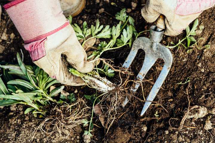 3 Weeds to Remove Before Winter So They Don’t Spread in Spring