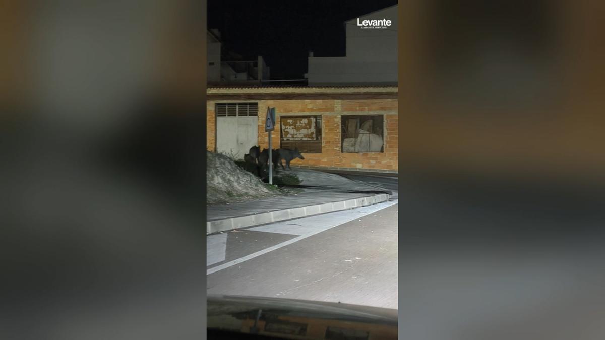 Una piara de jabalíes se pasea por la entrada de Quatretonda