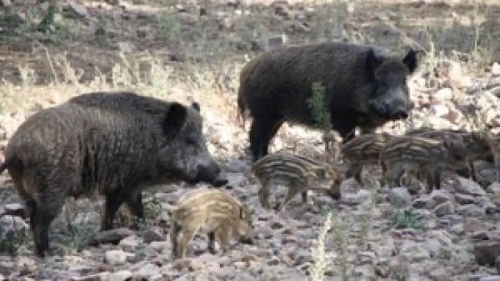 El Govern intensifica la caza de jabalí para contener de peste porcina e incluye a la Seprona de Guardia Civil en las batidas