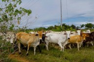 Táchira recibe más de mil reses raza ‘Brahman’ para mejorar genética...