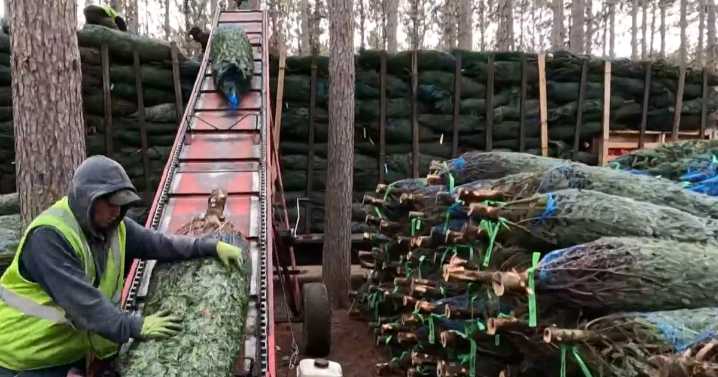 Why tariffs might make real Christmas trees more attractive this holiday season