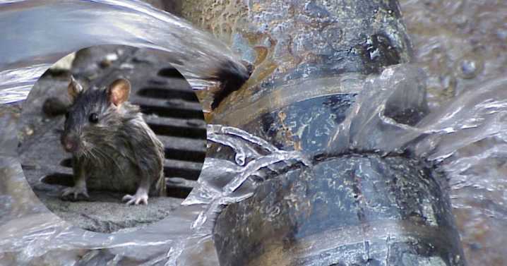 Vecinos de El Agustino sufren cortes de agua, olores nauseabundos y ratas dentro de sus casas tras trabajos viales