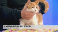 Pet of the Week: Willie