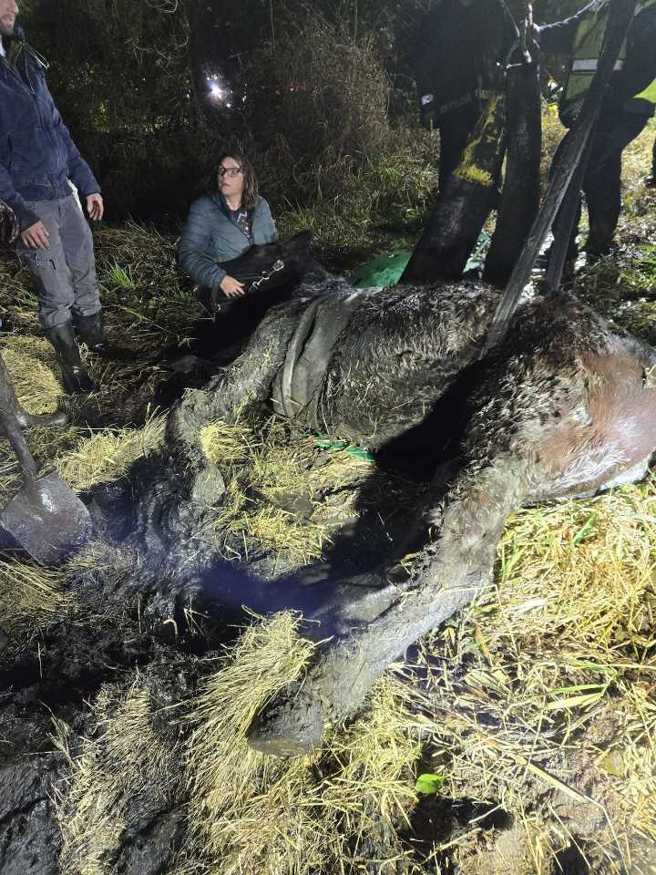 Lebanon County fire department saves horse stuck in the mud