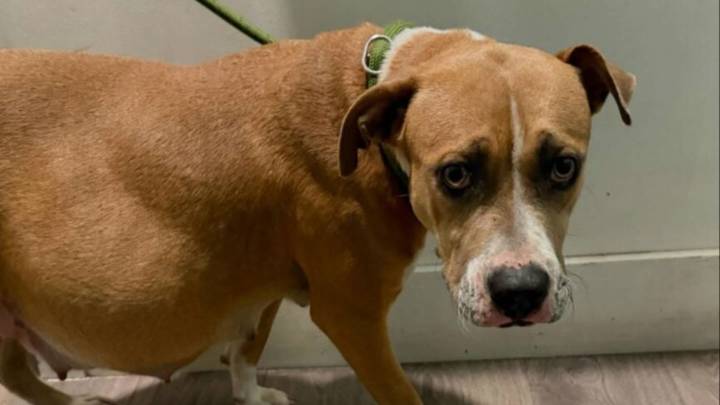 Florida Mama Who Raised Ten Puppies Watches Families Pass By Without Seeing The Love She Has To Give