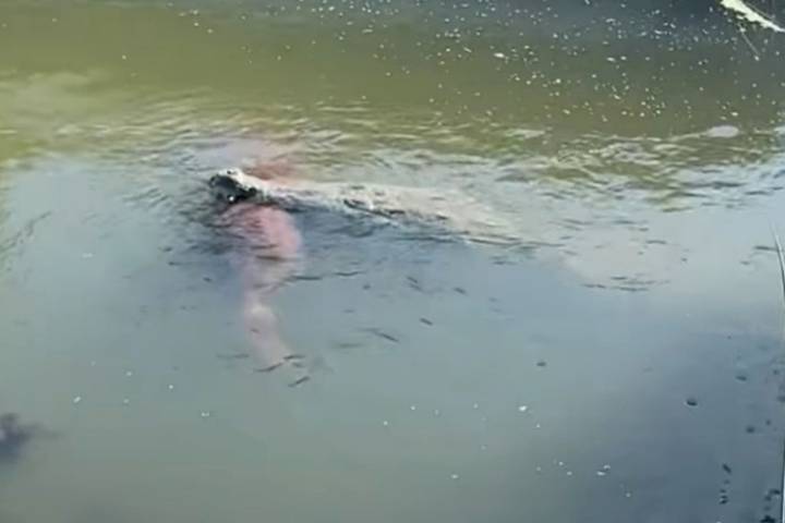 '11-Foot Crocodile' Filmed Swimming with Dog in Its Mouth in Florida