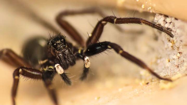 Descubrimiento de una rara especie de araña que se creía extinta desconcierta a los científicos