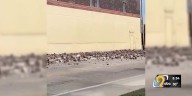 Video captures Fort Dodge building facade partially collapsing