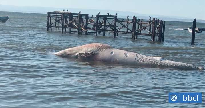 Ballena en avanzado estado de descomposición varó en costas de la Isla Santa María: fue trasladada