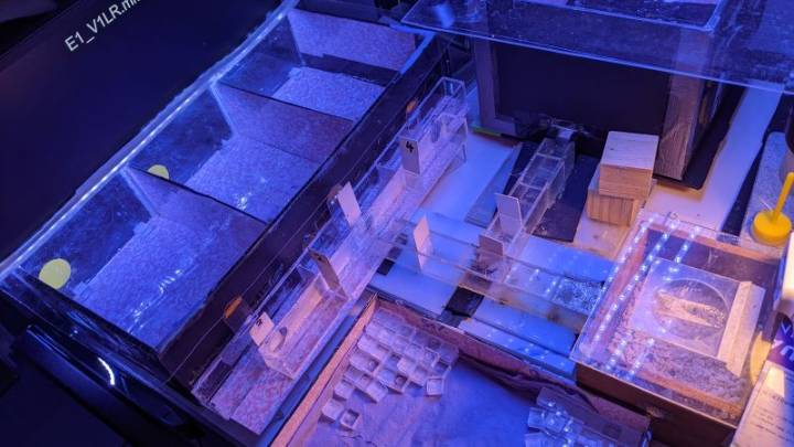 Scientists now know that bees can process time, a first in insects