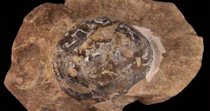 66-Million-Year-Old Reptile Egg Discovered In Antarctica