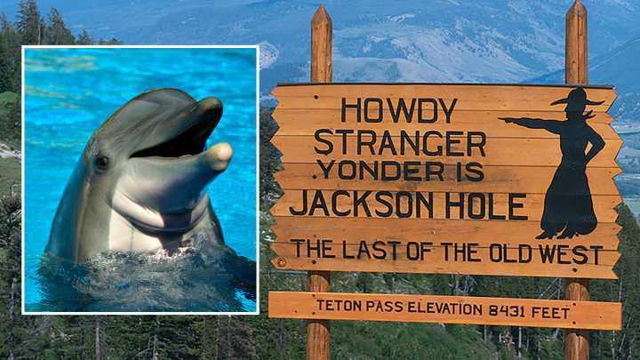 Jackson Scientists Study Dolphin Brains In Quest To Cure Alzheimer’s