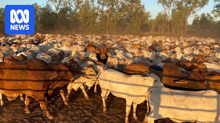 NT cattle rustler fined almost $430k for stealing 116 head from neighbouring station