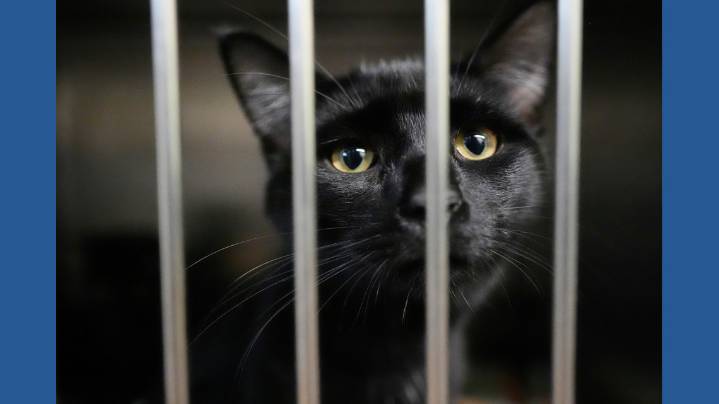 Families on SNAP worry about not just feeding themselves but also their pets