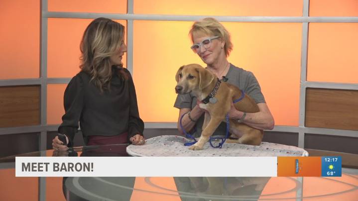 TUESDAY TAILS: Meet Baron from the SPCA of East Texas