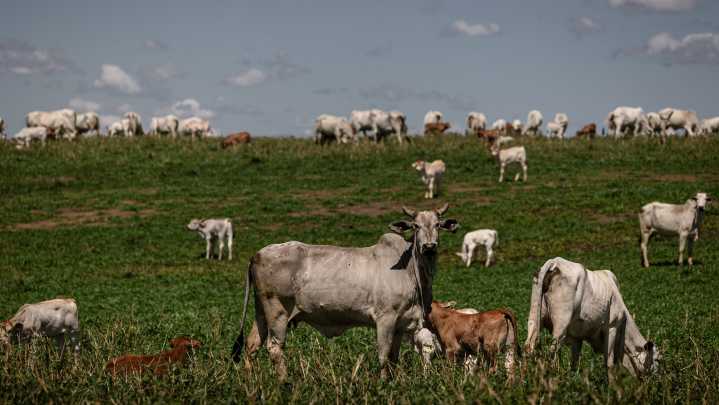 Rogers Victor: The new conversation surrounding meat