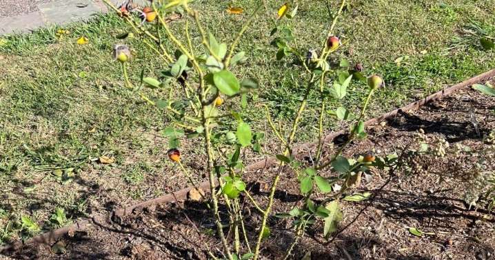 Don't cut back roses in the fall, even if they look ugly