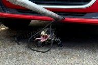 Las imágenes. Santa Fe: un lagarto overo apareció en un barrio y sorprendió a los vecinos