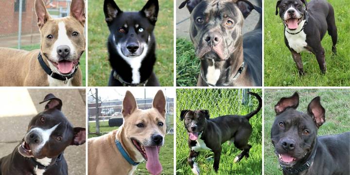 ‘Please help us’: Euclid Animal Shelter ‘stretched far beyond capacity’