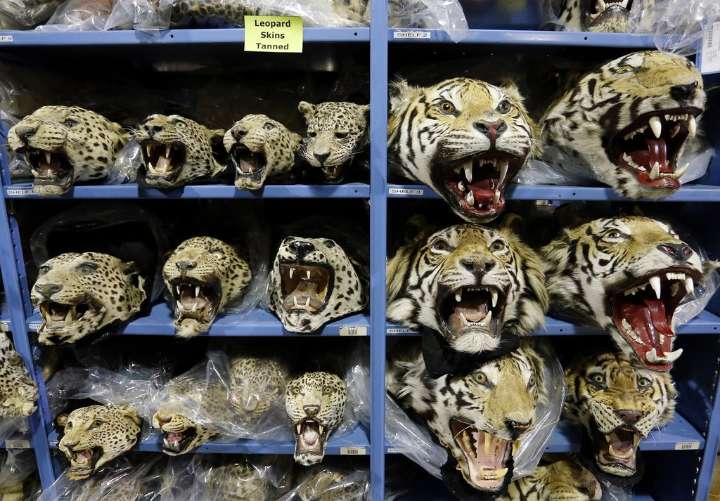 Global tiger trafficking crisis worsens with nine big cats seized monthly