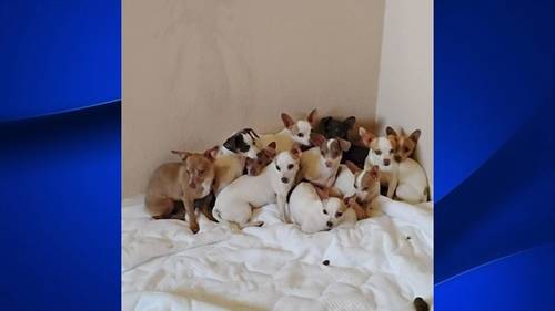 More than 70 dogs rescued from Ceres home after being abandoned