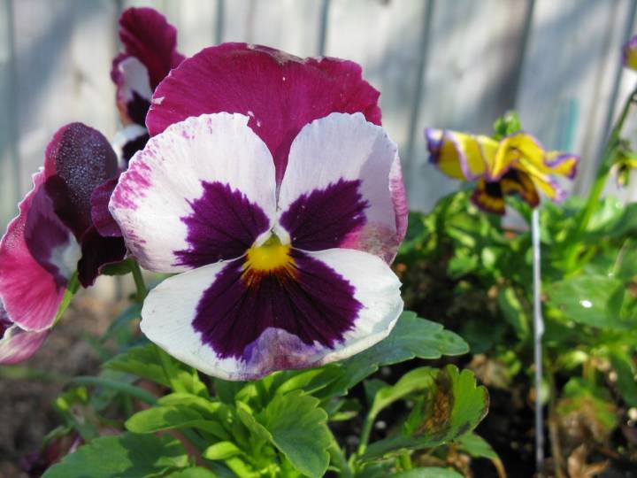 Plant Doctor: Sow pansies now to enjoy colorful cooler months