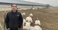 Ohio gobbles up 8th place in turkey production for the nation