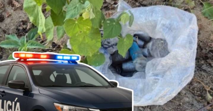 Hallazgo alarmante en Badiraguato: Ejército y autoridades destruyen 21 artefactos explosivos improvisados en zona rural