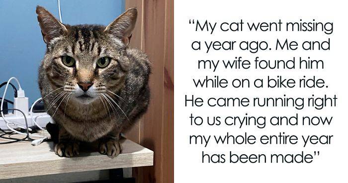 26 Stories Of Owners Finding Missing Cats Years After They Disappeared