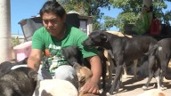 Siete Perros Han Muerto Tras Comer Croquetas Envenenadas en un Albergue de León, Guanajuato