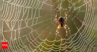Why spiders eat their webs for survival and natural recycling